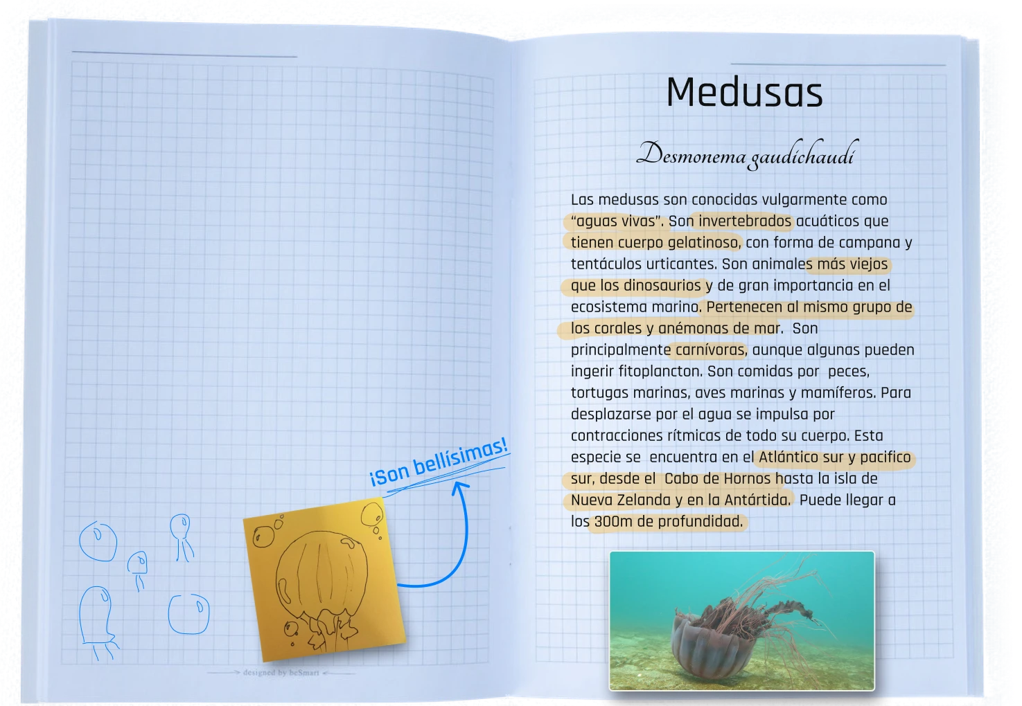 Carpeta Info Medusa